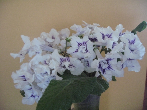 Rubens(Кабанова-Трофименко).JPG