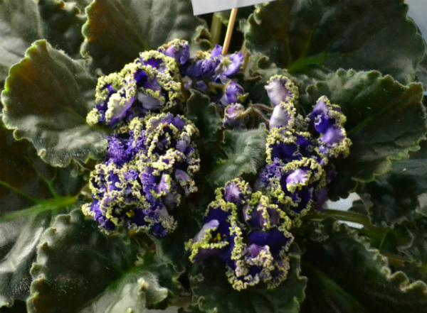 Purple Lace кол. Патрушевой