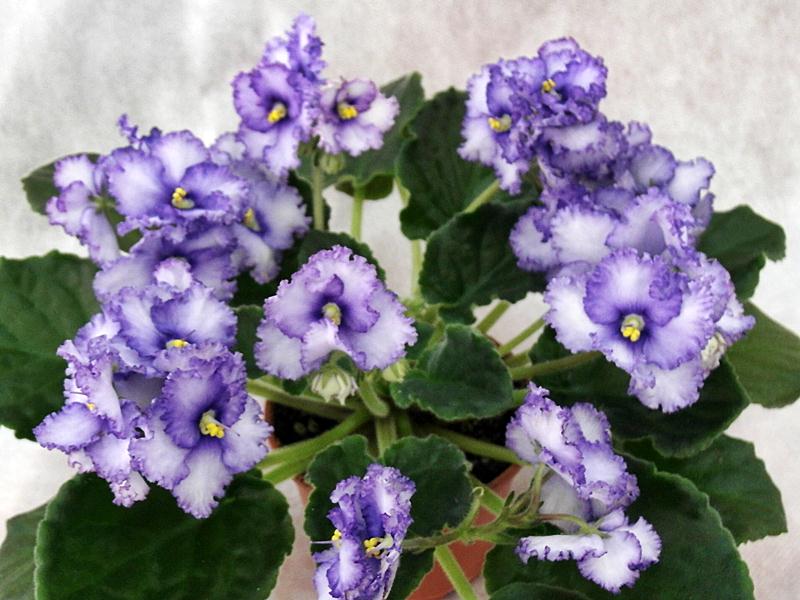 Crystal Plum.JPG