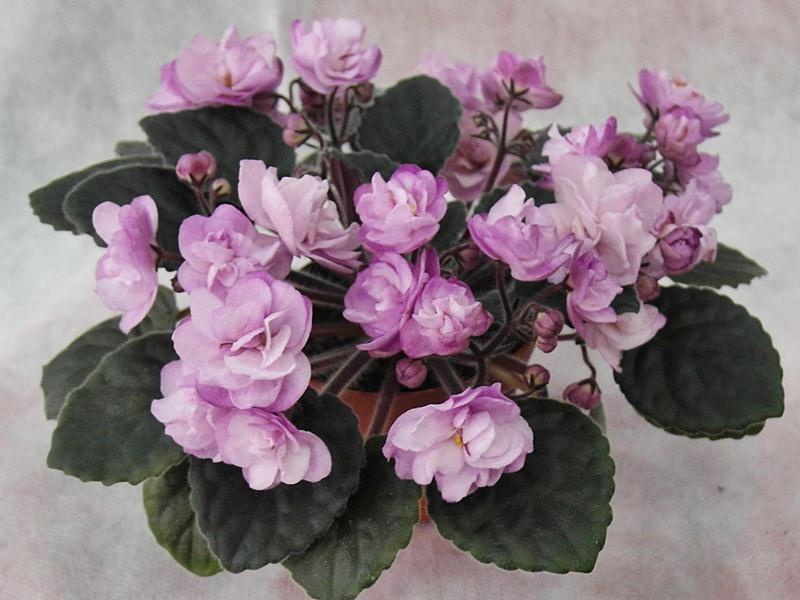 Ness Satin Rose.JPG