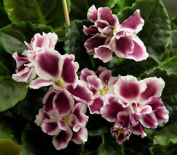 Морозная Вишня