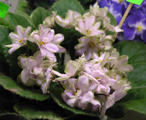 Ma's Prince Froggie (O. Robinson), колл. О. Прядкина