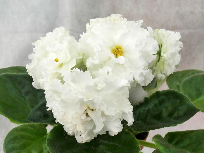 ЕК-Белая Королева.JPG