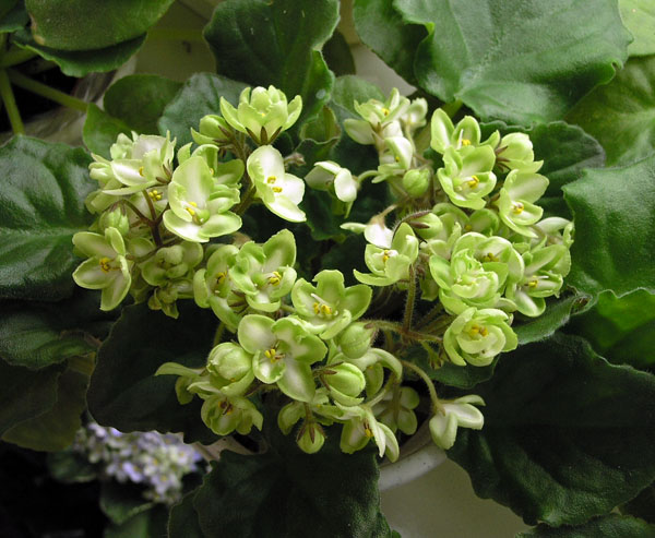 Emerald Love (E. Kolb), колл. Юрий Чубук