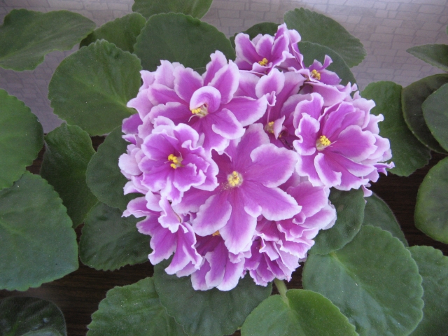 ЛЕ-Фуксиевая Балерина.