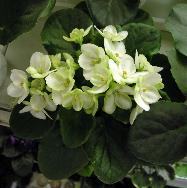 Emerald Love (E. Kolb), колл. Л. Тельных