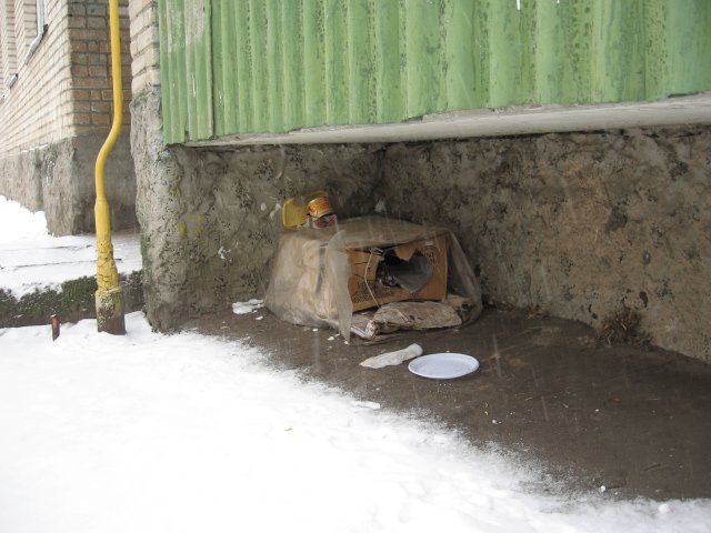 будка котят.jpg