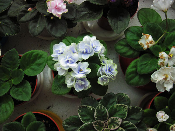 Jolly-Orchid.jpg
