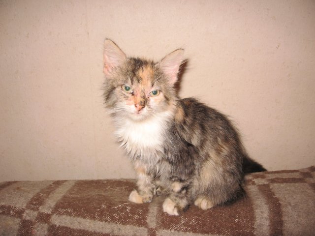 котейка.jpg