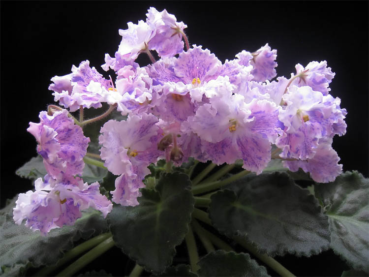 АЕ-Амур Элит.jpg