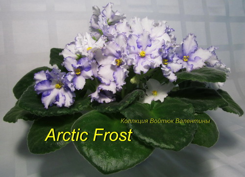 Arctic Frost-роз.jpg
