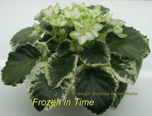 Frozen in Time1.jpg
