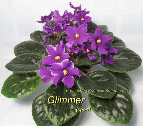 Glimmer1.jpg
