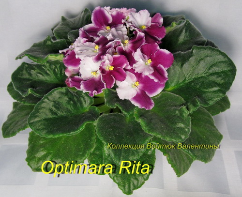 Optimara Rita1jpg.jpg