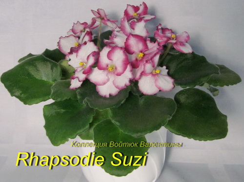 Rhapsodie Suzi1.jpg