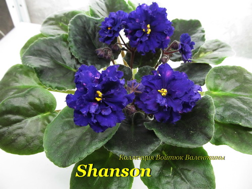 Shanson2.jpg