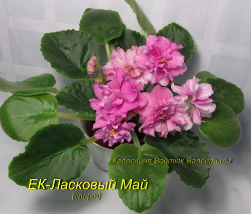 ЕК-Ласковый Май1.jpg