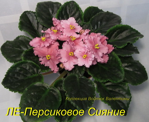 ЛЕ-Персиковое Сияние1.jpg
