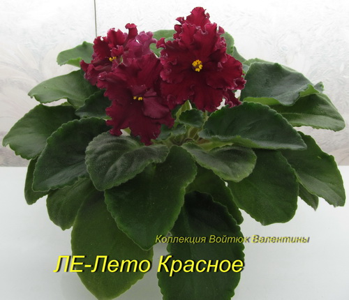 ЛЕ-Лето Красное3.jpg