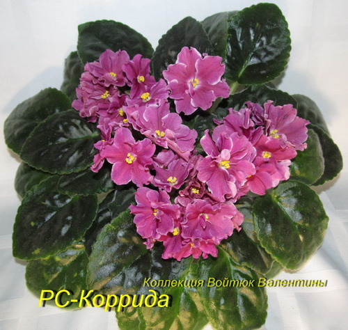 РС-Коррида1.jpg