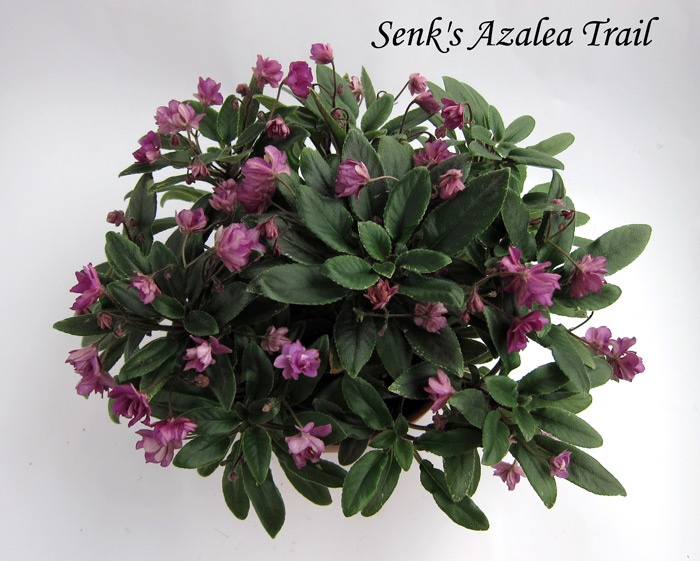 Senk's-Azalea-Trail.jpg