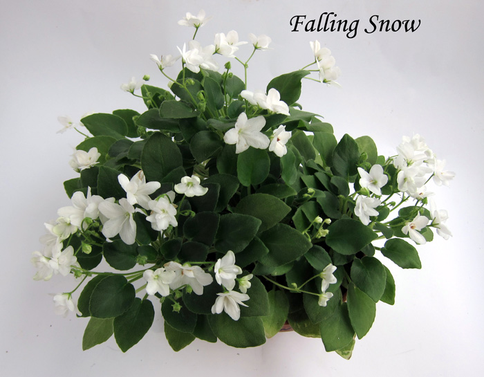 Falling-Snow.jpg