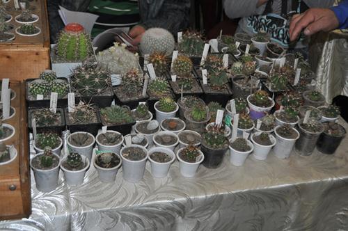 DSC_5292.JPG