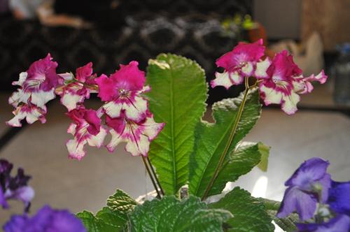 DSC_5323.JPG