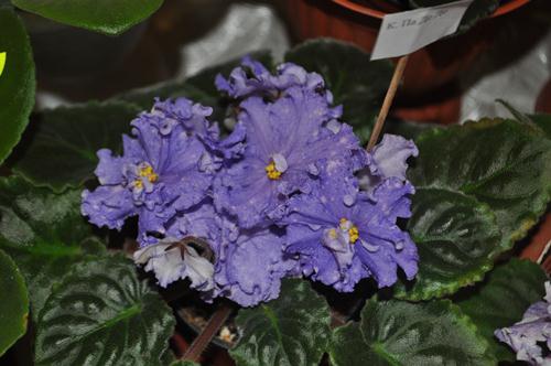 DSC_5359.JPG