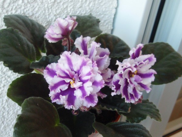 Suncoast Peppermint Kathy