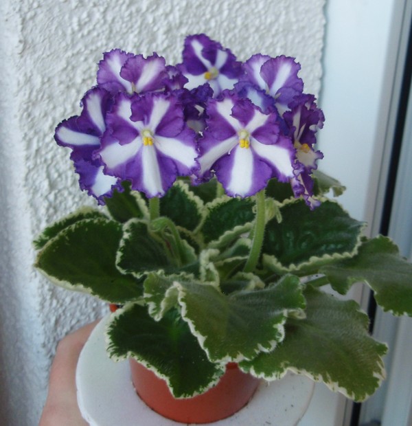 Victorian Robbons