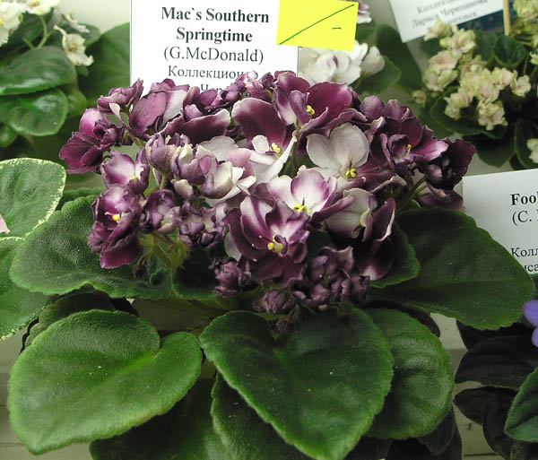 Mac's Southern Springtime (G. McDonald), колл. Лариса Черепанова