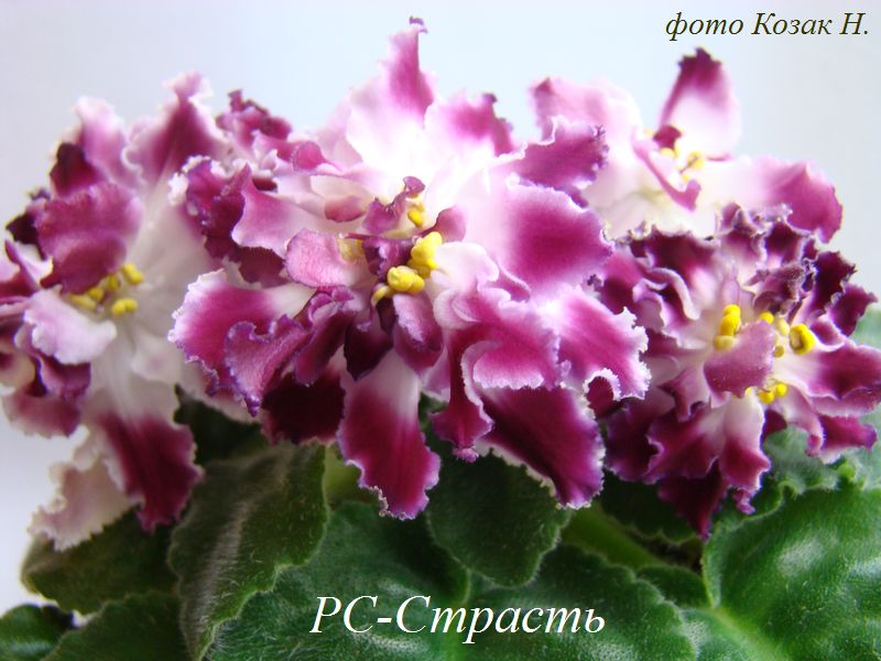 DSC04029.JPG
