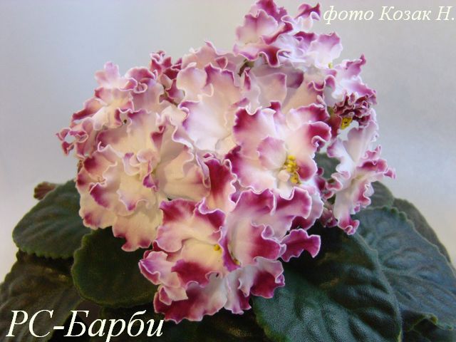 DSC04124.JPG