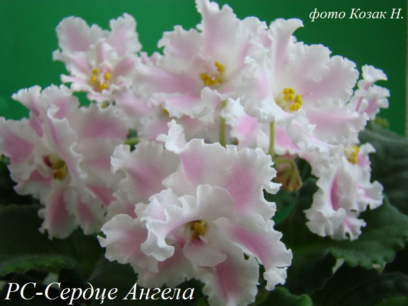 DSC08139.JPG
