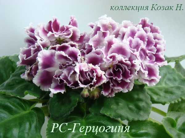 DSC02611.JPG
