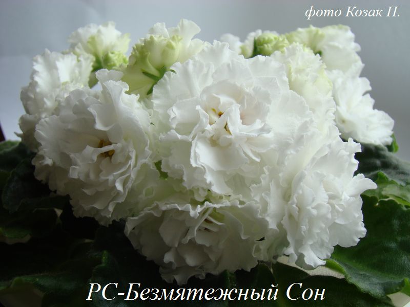 DSC05163.JPG