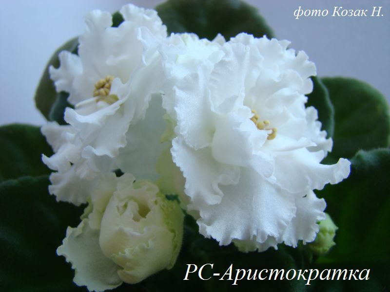 DSC04551.JPG