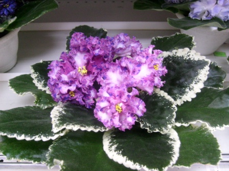 PICT0017.JPG