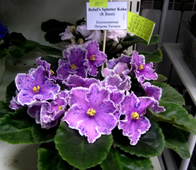 PICT0031.JPG