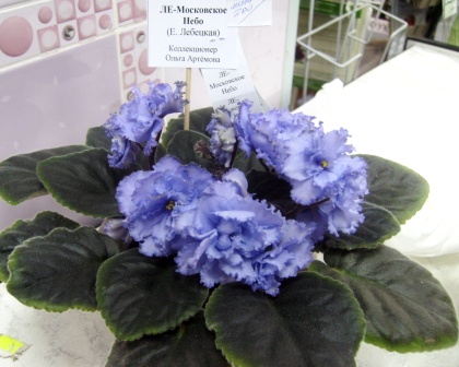 PICT0046.JPG