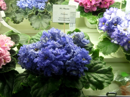 PICT0144.JPG