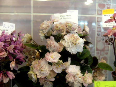 PICT0082.JPG
