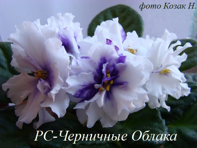 DSC07304.JPG