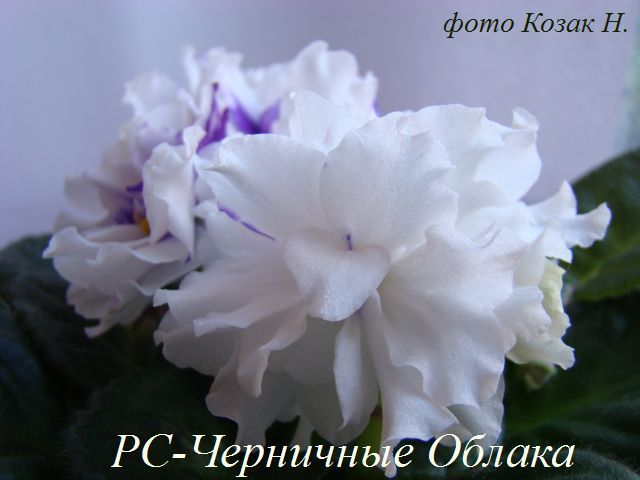 DSC07305.JPG