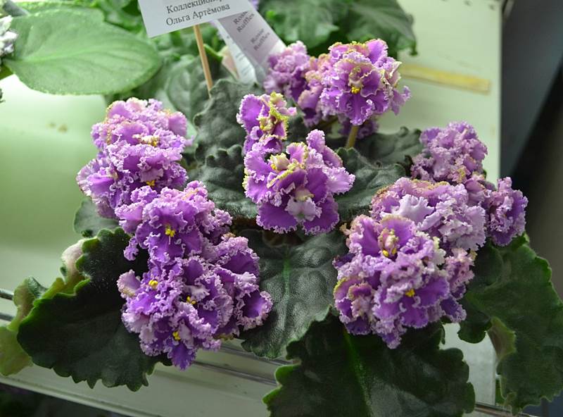 Арт30.JPG