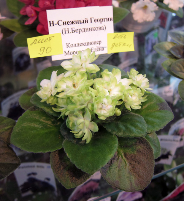 Н-Снежный-Георгин-(М).jpg