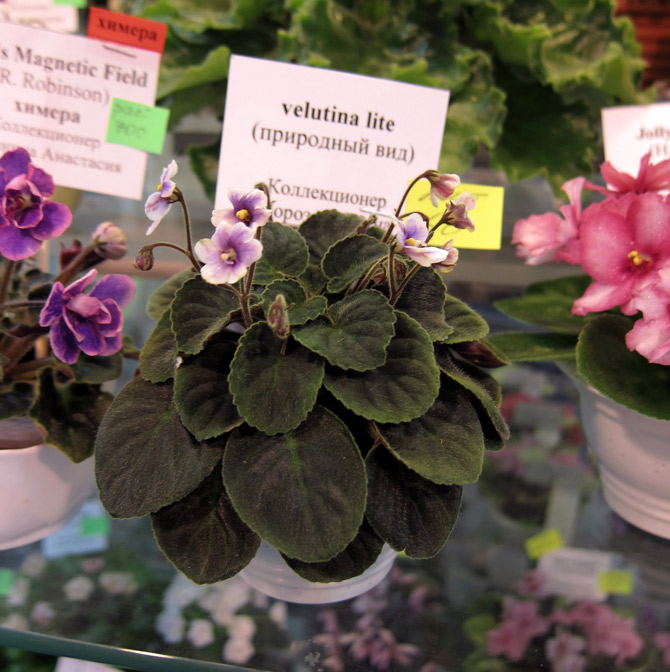 velutina-lite.jpg