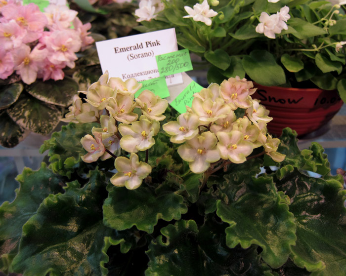 Emerald-Pink.jpg