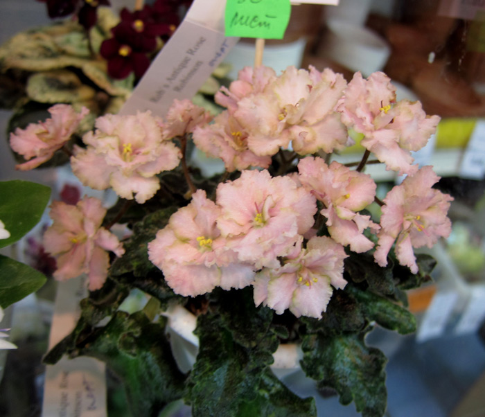Rob's-Antique-Rose-спорт.jpg